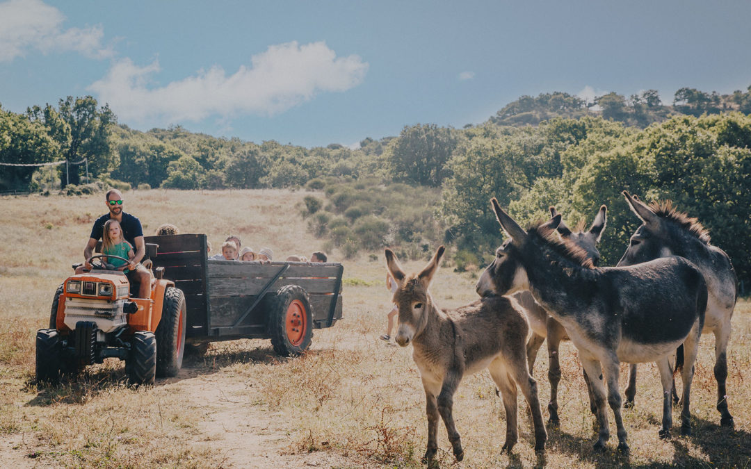 Authentic Experience in Occitanie