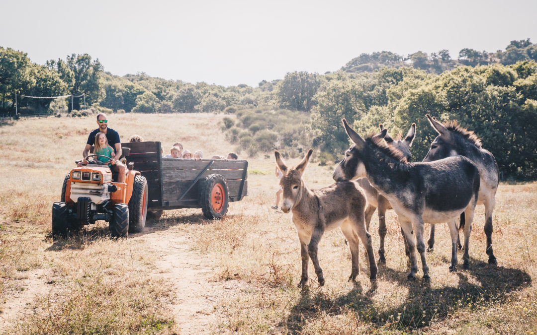 Creating Lasting Memories: Family Adventures in Southern France